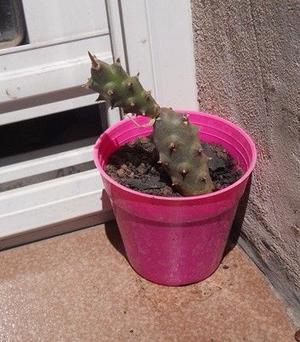 Cactus Tephrocactus Papyracanthus Maceta 8