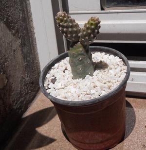 cactus tephrocactus papyracanthus maceta 10