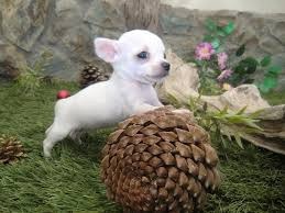 Únicos Chihuahuas Súper Mini