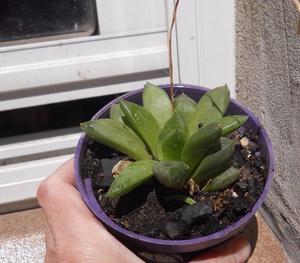 planta suculenta Haworthia retusa M 8