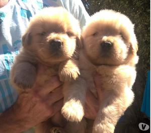 HERMOSOS CACHORROS GOLDEN RETRIEVER CRIADERO NEW MARVEL´S