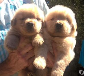 HERMOSOS CACHORROS GOLDEN RETRIEVER CRIADERO NEW MARVEL´S