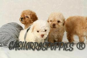 Cachorros caniches minis