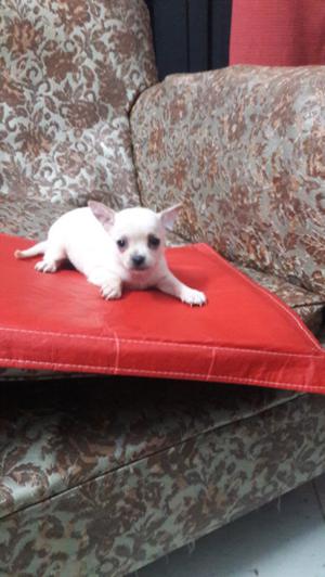 Chihuahua mini de bolsillo