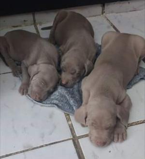 En venta cachorros weimaraner