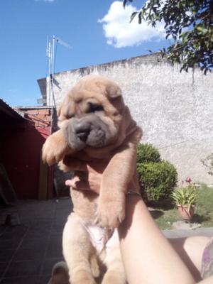 Hermosos cachorros shar pei