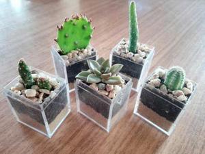 Petit ~mini Terrario~ Cactus, Crasas Y Suculentas Souvenir.