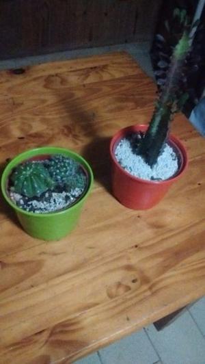 Vendo 6 Cactus