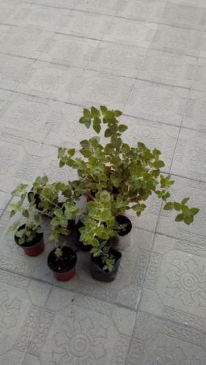 Vendo plantas y plantines de Peperina