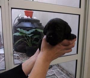 cachorros labradores nacidos 