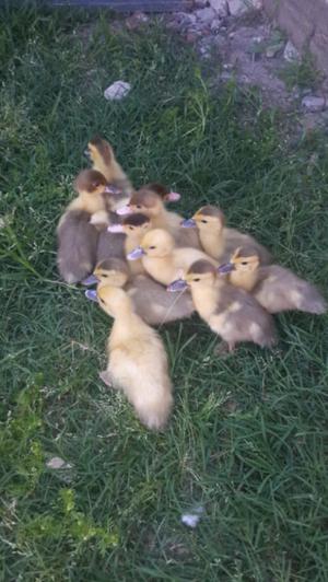 patitos de 1mes