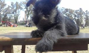 schnauzer mini sal y pimienta vendo