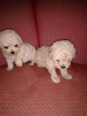 Cachorros de Caniche toy