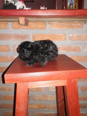 Caniche micro mini machito