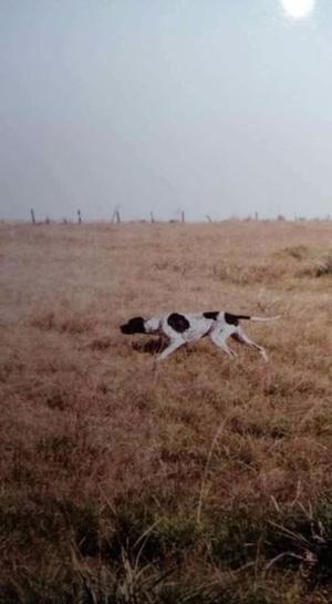 Pointer macho excelente cazador