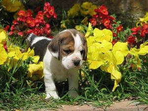 beagle cachorritos 