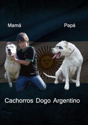 cachorros dogo argentino