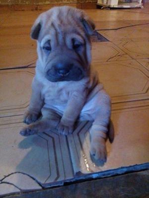 perros shar pei