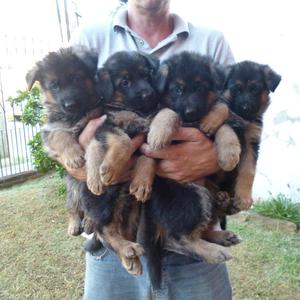 CACHORROS DE OVEJERO ALEMAN EXCELENTES