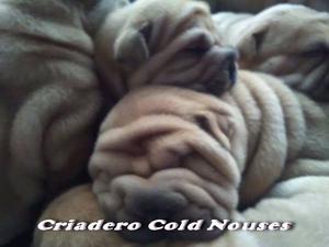 Cachorros Shar Pei