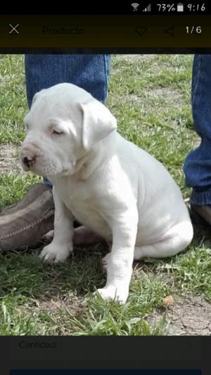 Cachorros de Dogo Argentino