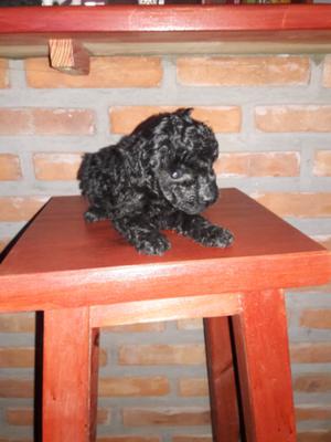 Caniche machito negro azabache