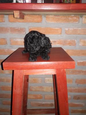 Caniche micro mini toy machito