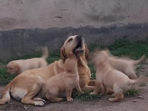 Labrador cachorro claro