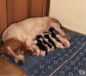 Venta cachorros basset hound