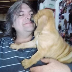 cachorra bloodhound de tres meses vacunada