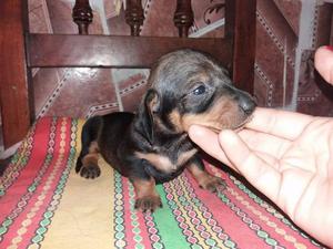 cachorros salchichas machitos