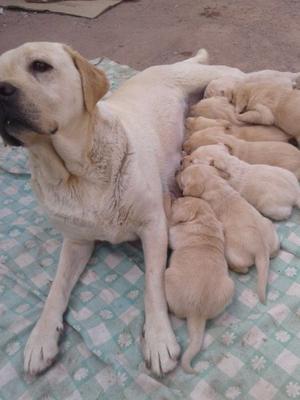 vendo cachorros labrador dorado