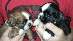 Cachorros Machitos Shih Tzu mini