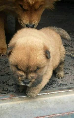 Cachorros chow chow puros