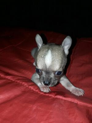 Chihuahua Macho Miniatura de bolsillo