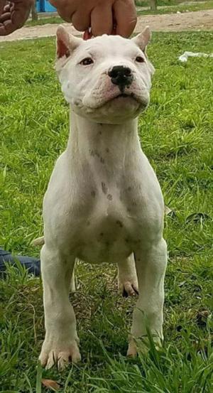 Dogo Argentino pedigri de FCA