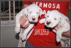 " Vendo " Dogo Argentino