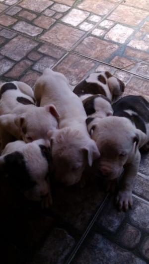 cachorros pampa dogo arg x pitbull