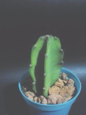 CACTUS, CRASAS Y SUCULENTAS