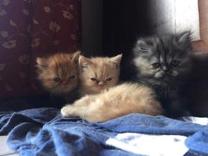 Haermosos Gatitos persas