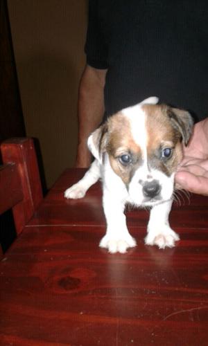 Jack Russell cachorros