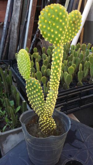 Vendo muy lindos cactus