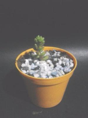 cactus,crasas y suculentas