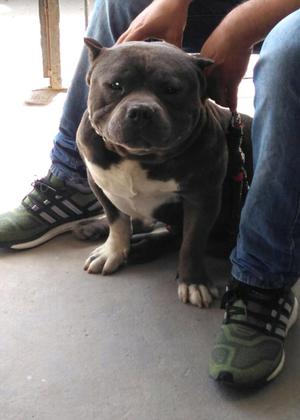 American Bully para servicio