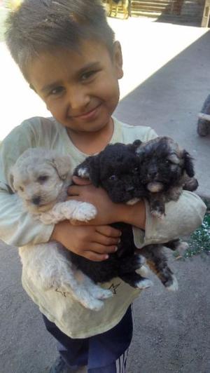 Caniches minitoy hermosos