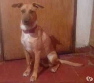 Perrito hermoso, juguetón y mimoso en adopción