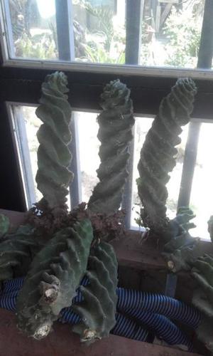 Cactus espiralados con y sin raíz