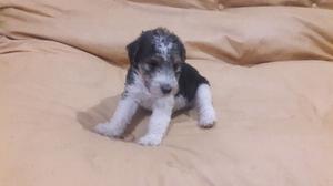 Fox terrier pelo duro