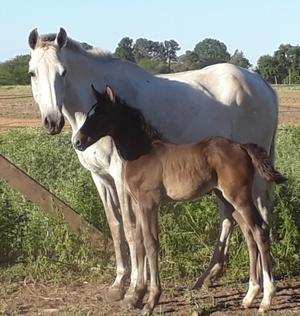 Liquidación de Yeguas y potrillos Silla Argentino