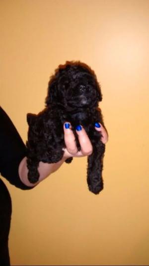 Vendo cachorros caniche mini toy color negro y blanco